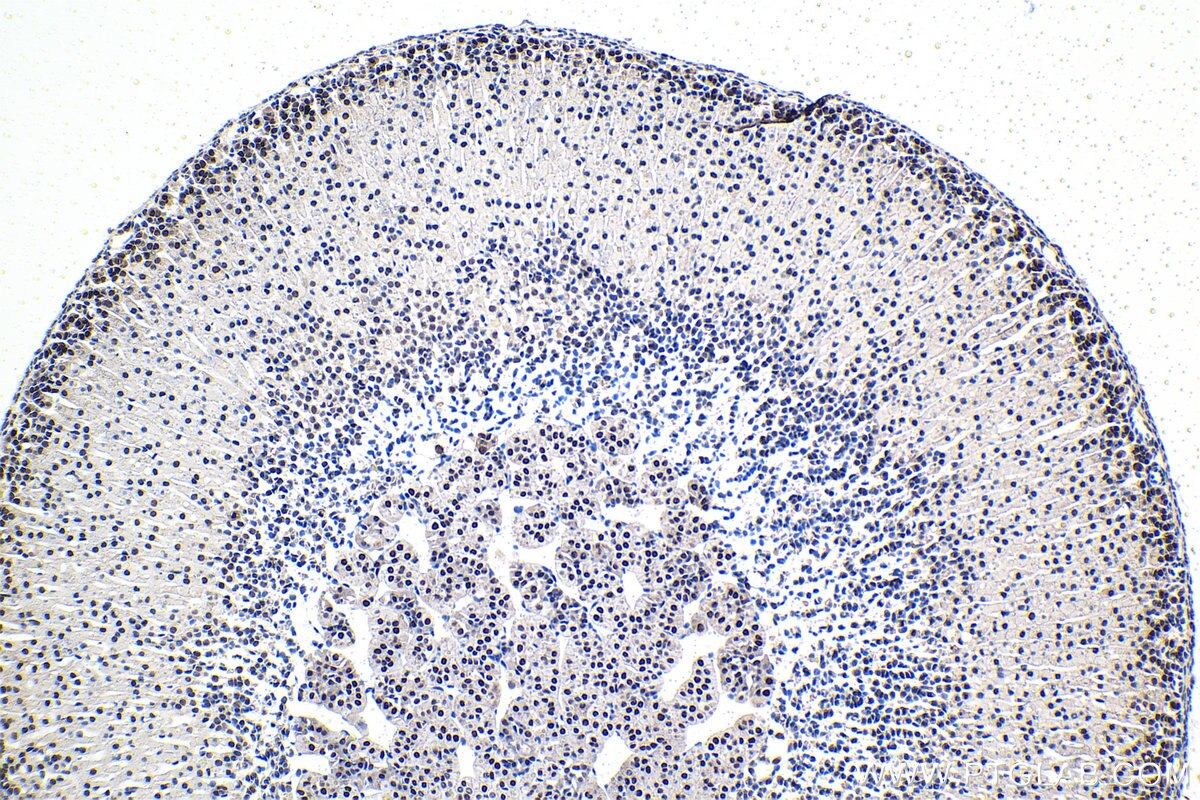 Immunohistochemical analysis of paraffin-embedded mouse adrenal gland tissue slide using KHC1485 (SUPT7L IHC Kit).