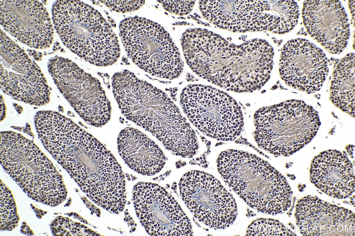 Immunohistochemical analysis of paraffin-embedded mouse testis tissue slide using KHC1857 (SYMPK IHC Kit).