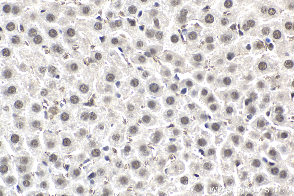 Immunohistochemical analysis of paraffin-embedded mouse liver tissue slide using KHC1857 (SYMPK IHC Kit).