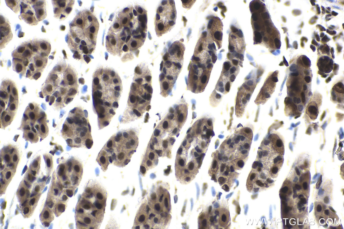 Immunohistochemical analysis of paraffin-embedded mouse stomach tissue slide using KHC1857 (SYMPK IHC Kit).