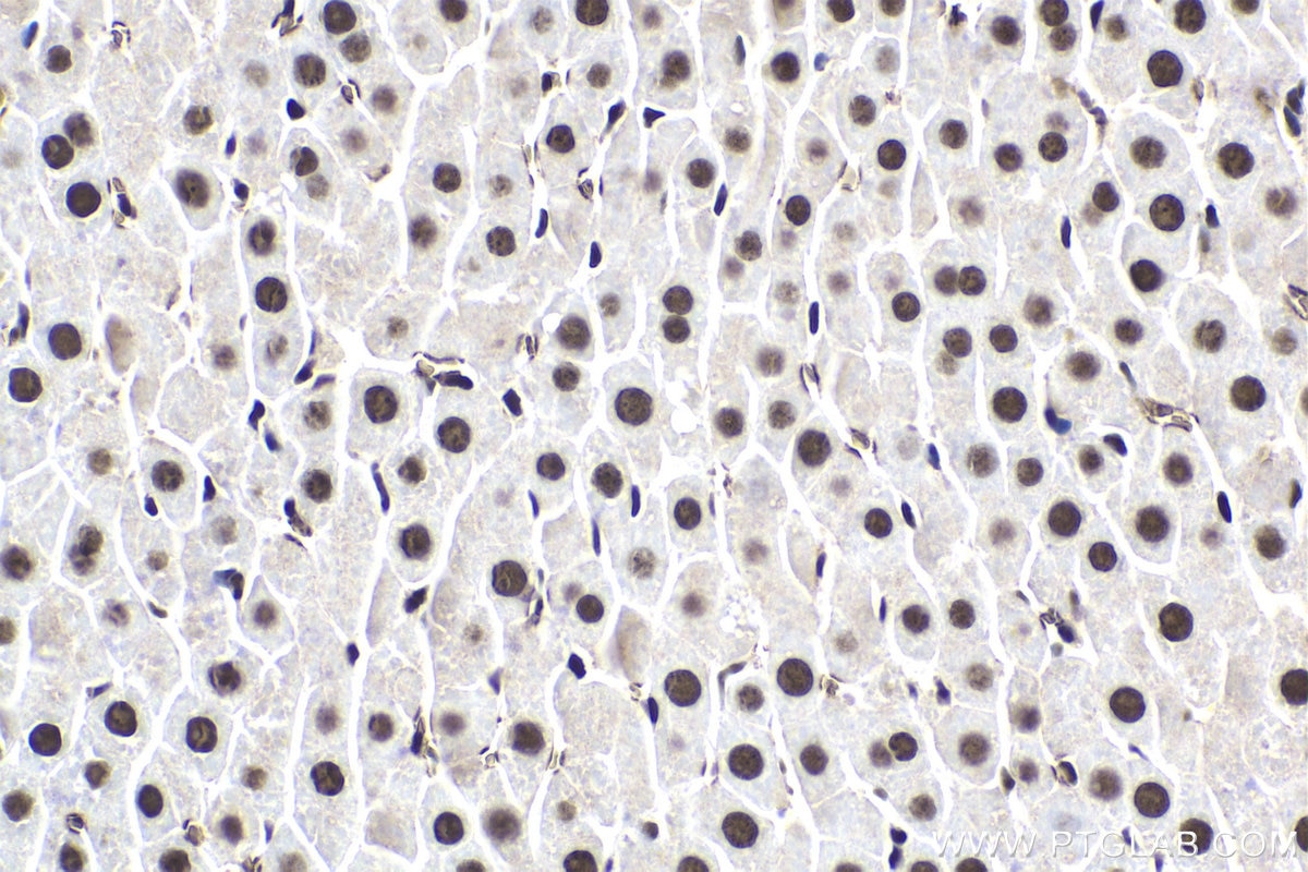 Immunohistochemical analysis of paraffin-embedded rat liver tissue slide using KHC1857 (SYMPK IHC Kit).