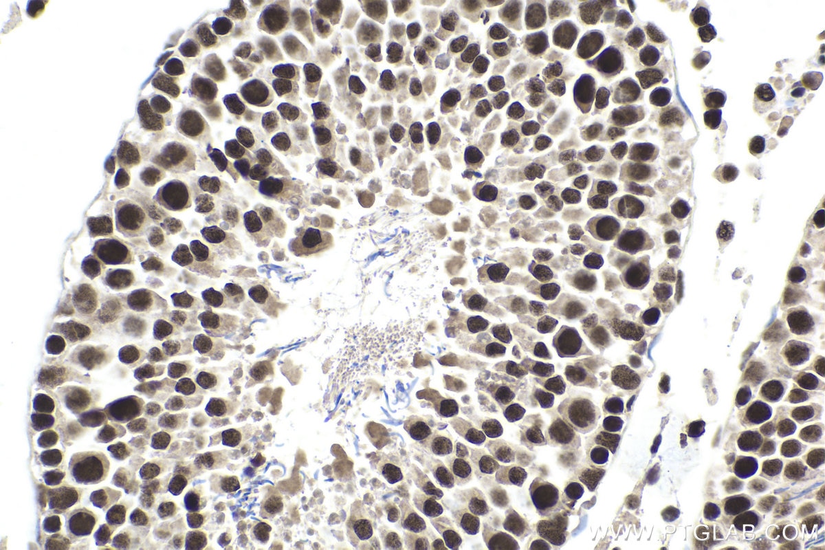 Immunohistochemical analysis of paraffin-embedded rat testis tissue slide using KHC1857 (SYMPK IHC Kit).