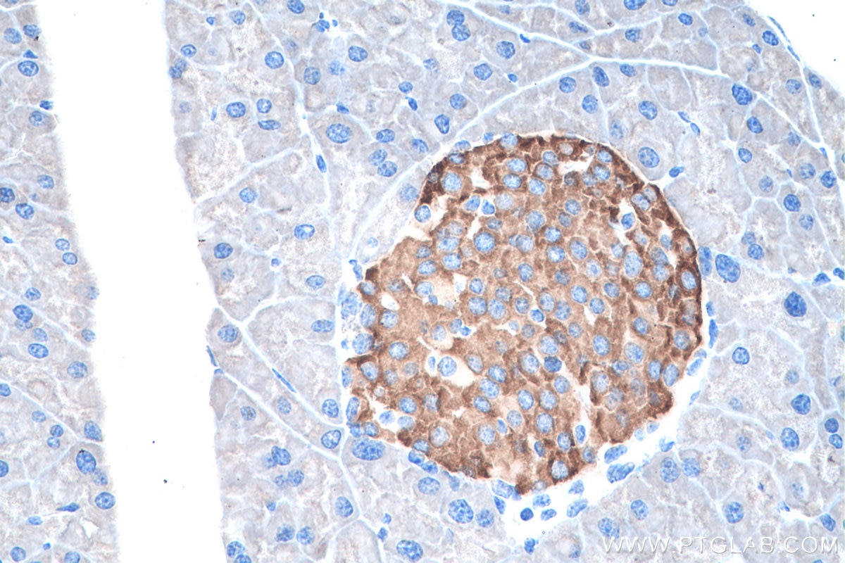 Immunohistochemical analysis of paraffin-embedded mouse pancreas tissue slide using KHC0203 (Secretogranin II IHC Kit).