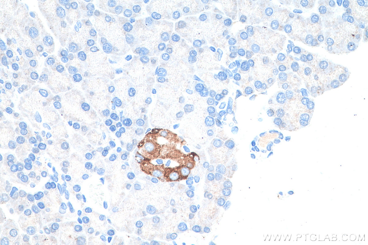 Immunohistochemical analysis of paraffin-embedded rat pancreas tissue slide using KHC0203 (Secretogranin II IHC Kit).