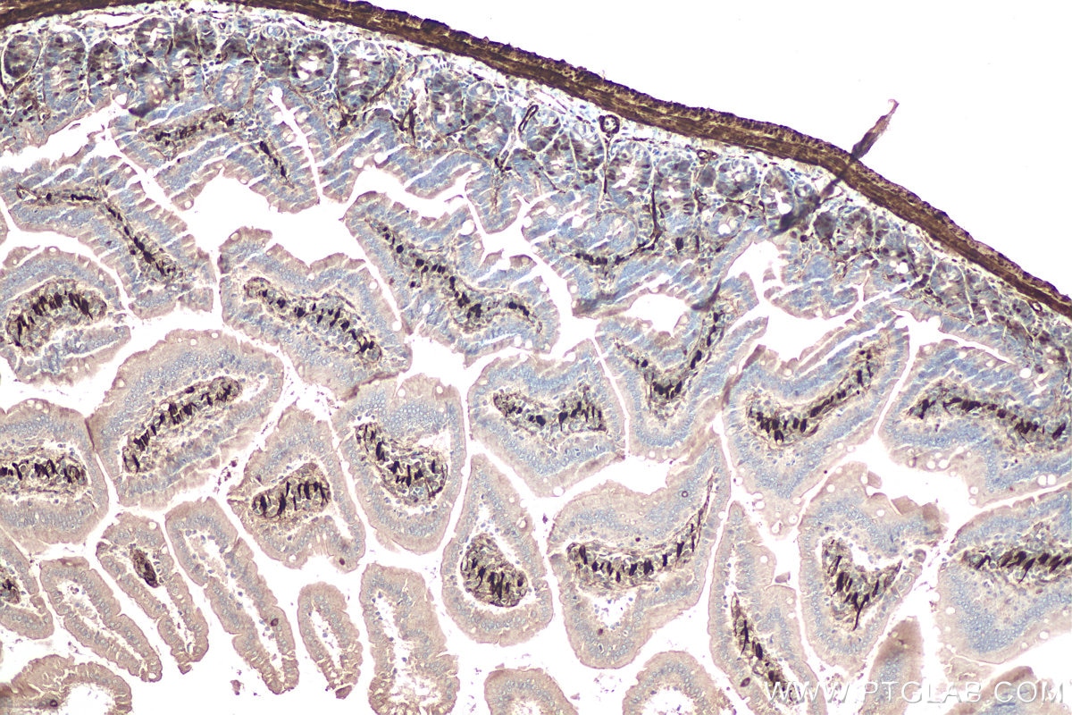 Immunohistochemical analysis of paraffin-embedded mouse small intestine tissue slide using KHC0597 (Smoothelin/SMTN IHC Kit).