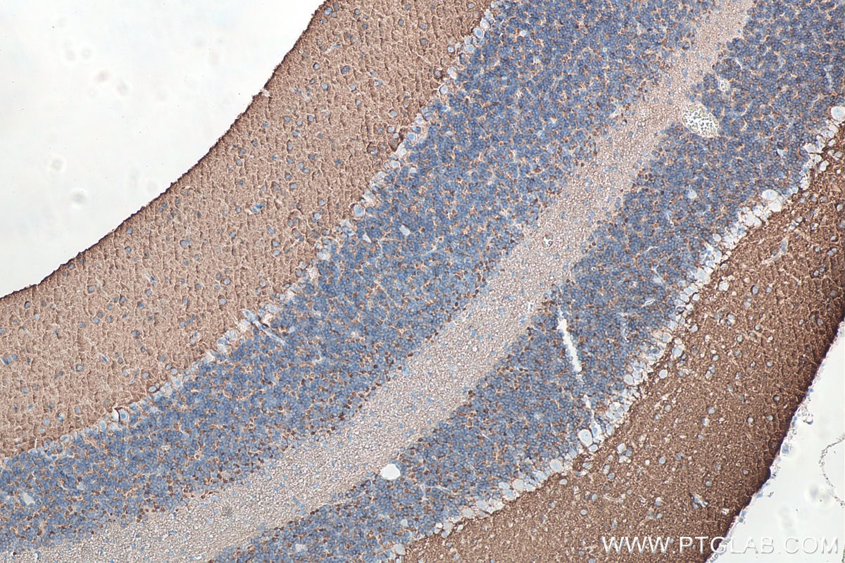 Immunohistochemical analysis of paraffin-embedded rat cerebellum tissue slide using KHC0051 (Syntaxin 1A/1B IHC Kit).