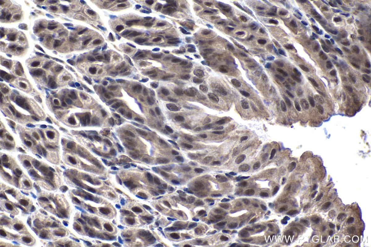 Immunohistochemical analysis of paraffin-embedded mouse stomach tissue slide using KHC1476 (TADA3L IHC Kit).