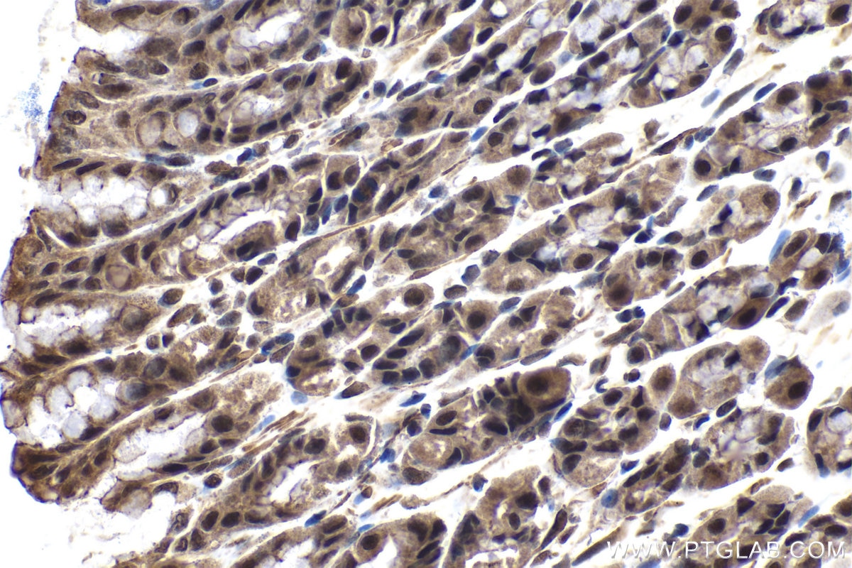 Immunohistochemical analysis of paraffin-embedded rat stomach tissue slide using KHC1476 (TADA3L IHC Kit).