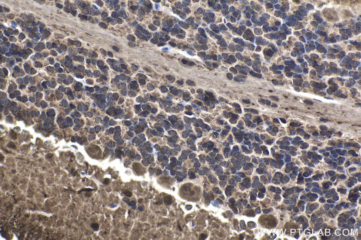 Immunohistochemical analysis of paraffin-embedded rat cerebellum tissue slide using KHC1858 (TAF15 IHC Kit).