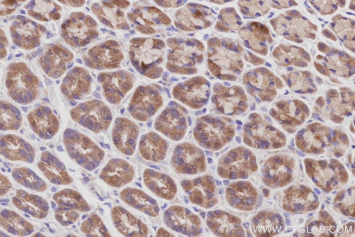 Immunohistochemical analysis of paraffin-embedded rat stomach tissue slide using KHC3031 (TAOK2 IHC Kit).