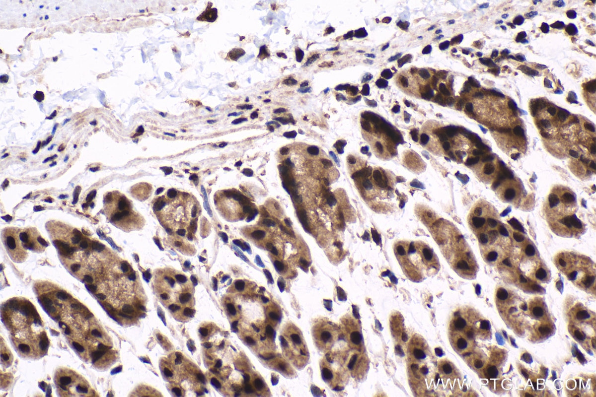 Immunohistochemical analysis of paraffin-embedded mouse stomach tissue slide using KHC1647 (TBPL1 IHC Kit).