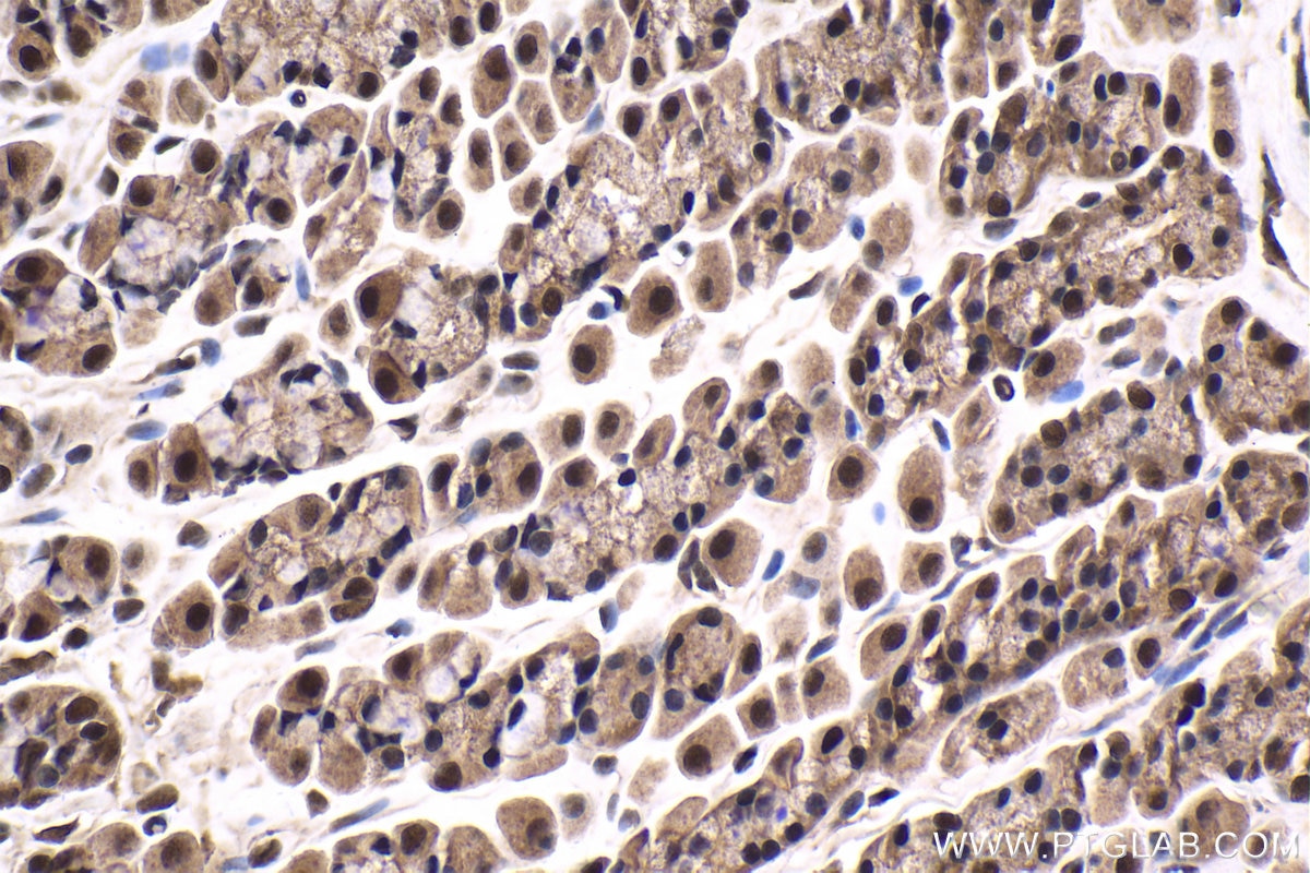 Immunohistochemical analysis of paraffin-embedded rat stomach tissue slide using KHC1647 (TBPL1 IHC Kit).