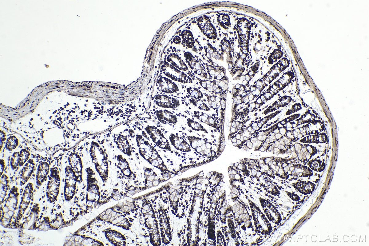 Immunohistochemical analysis of paraffin-embedded mouse colon tissue slide using KHC1559 (TCEA1 IHC Kit).
