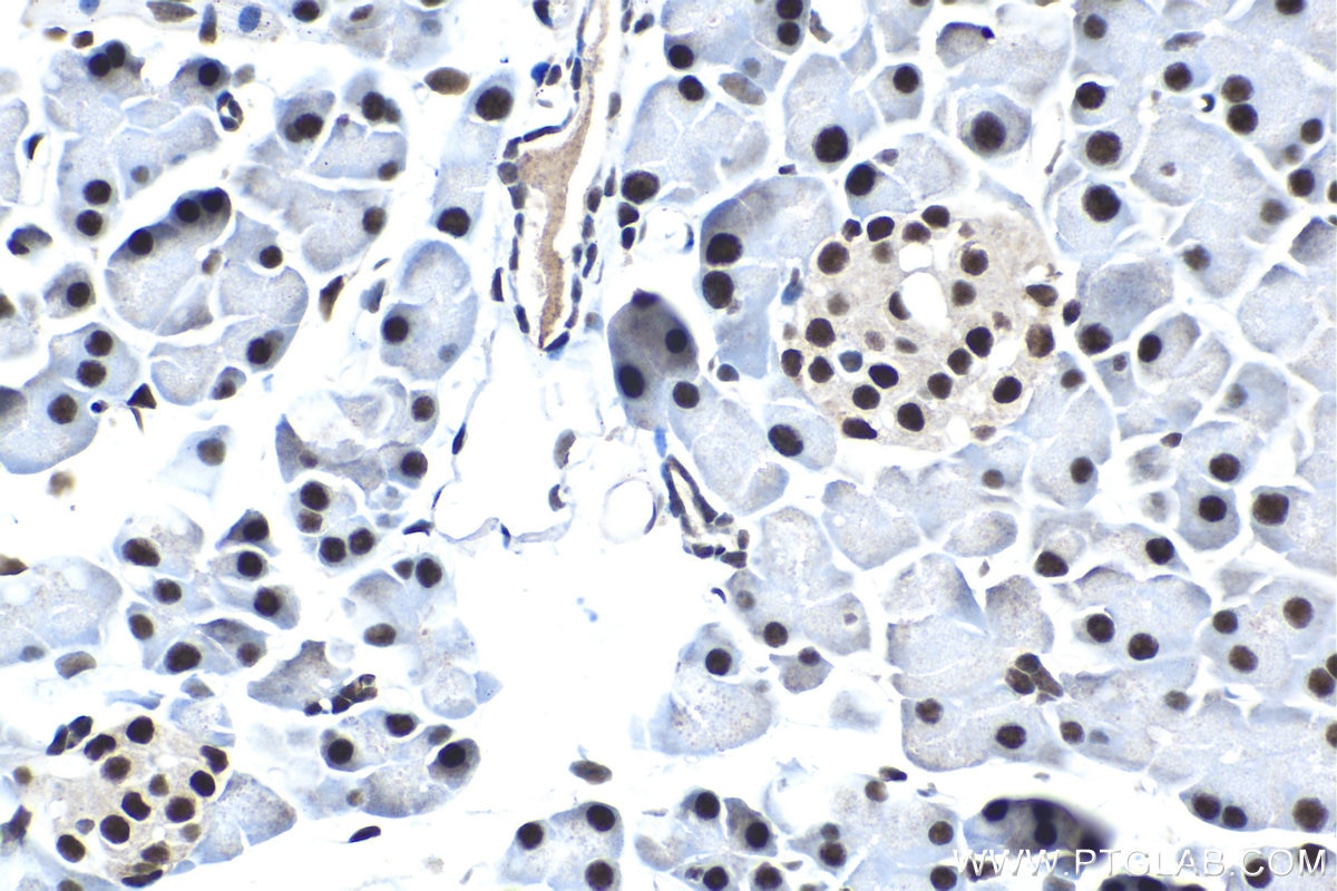 Immunohistochemical analysis of paraffin-embedded mouse pancreas tissue slide using KHC1559 (TCEA1 IHC Kit).