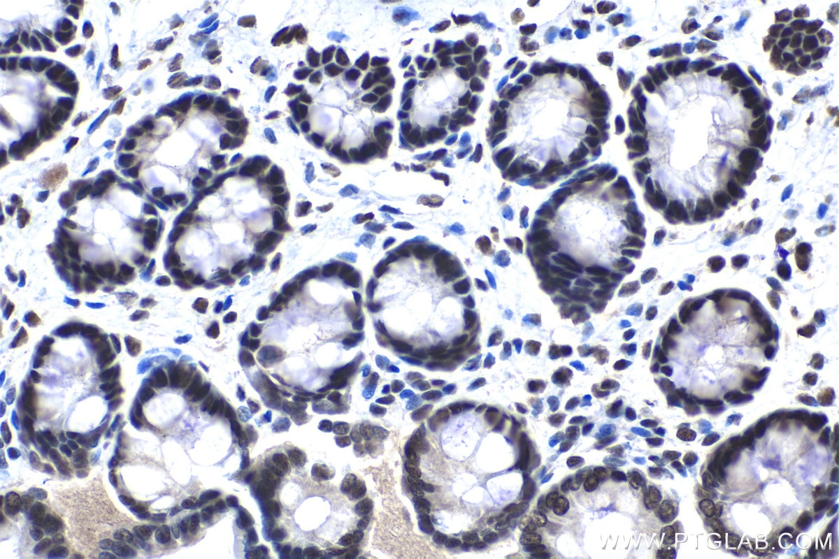 Immunohistochemical analysis of paraffin-embedded rat colon tissue slide using KHC1559 (TCEA1 IHC Kit).