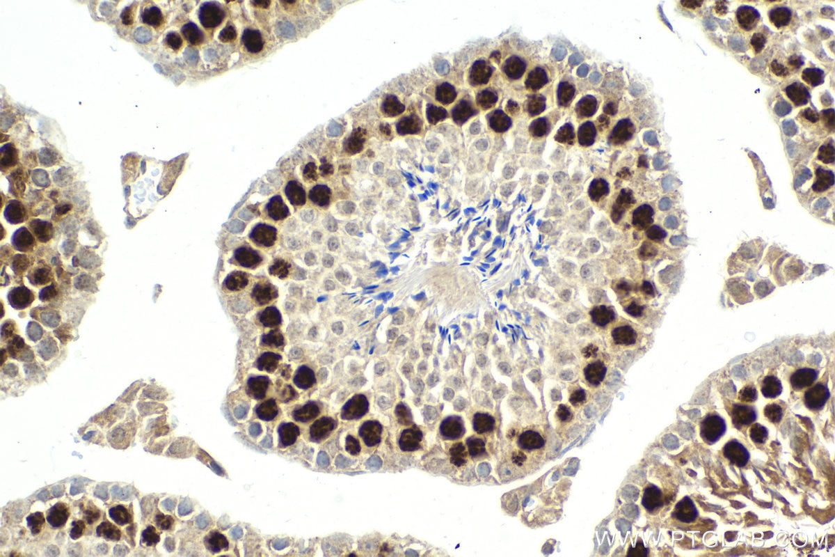 Immunohistochemical analysis of paraffin-embedded mouse testis tissue slide using KHC1996 (TCFL5 IHC Kit).