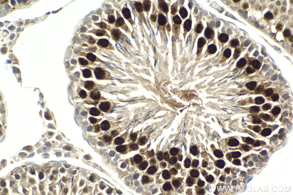 Immunohistochemical analysis of paraffin-embedded rat testis tissue slide using KHC1996 (TCFL5 IHC Kit).