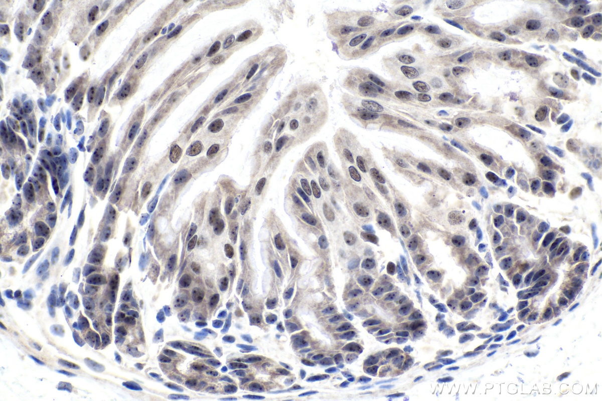 Immunohistochemical analysis of paraffin-embedded mouse stomach tissue slide using KHC1017 (TCOF1 IHC Kit).