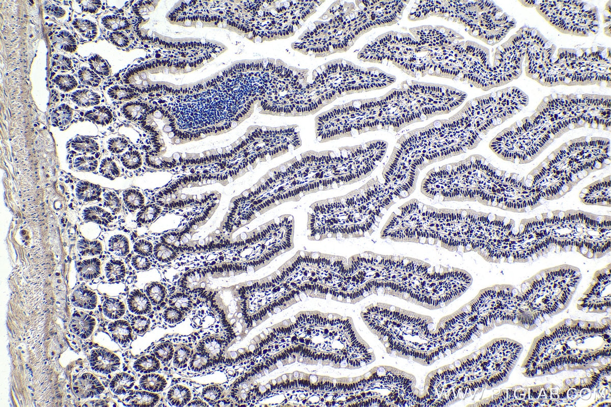 Immunohistochemical analysis of paraffin-embedded rat small intestine tissue slide using KHC1717 (TDG IHC Kit).