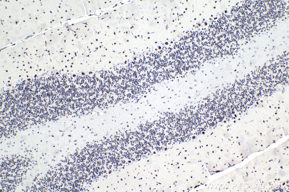 Immunohistochemical analysis of paraffin-embedded rat cerebellum tissue slide using KHC1717 (TDG IHC Kit).