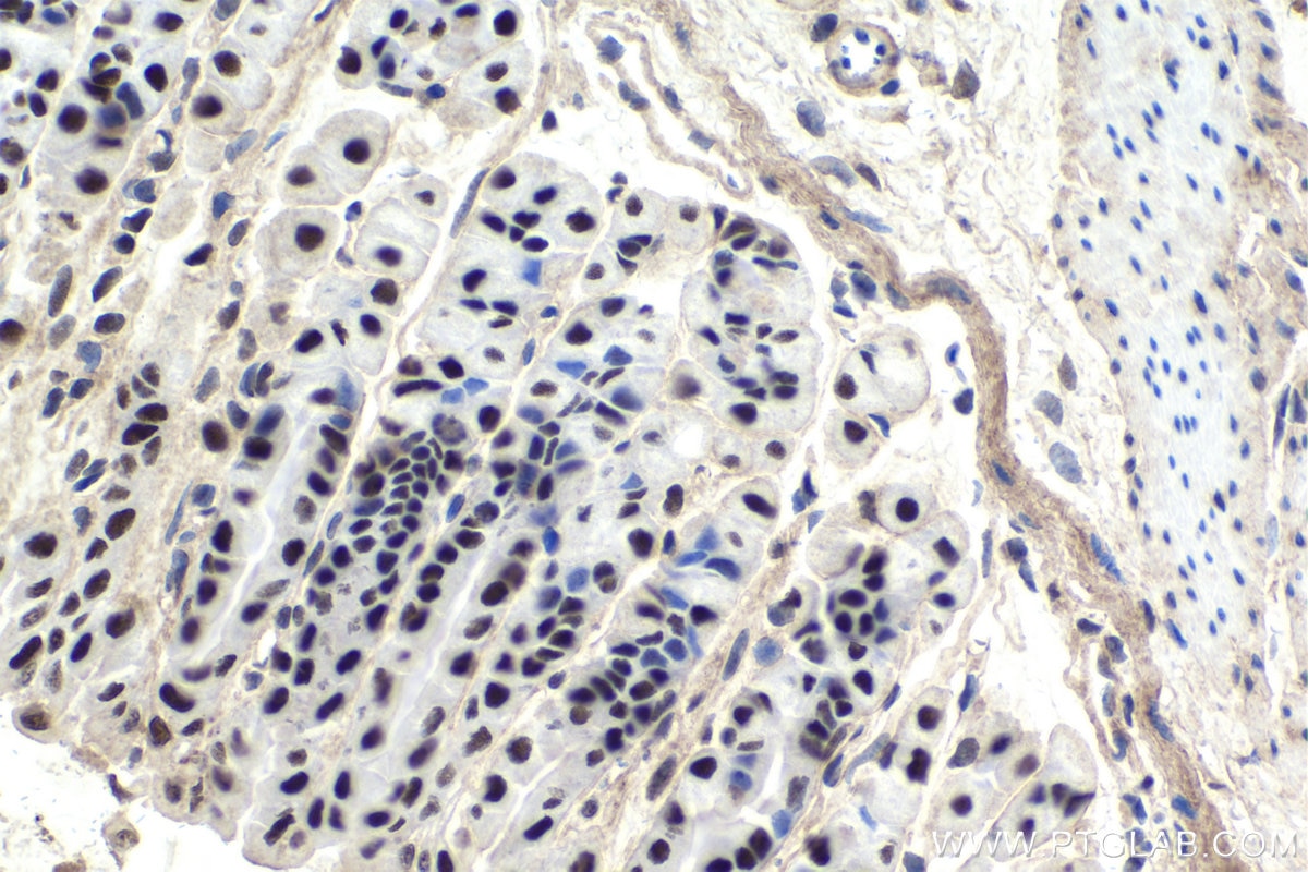 Immunohistochemical analysis of paraffin-embedded mouse stomach tissue slide using KHC1717 (TDG IHC Kit).