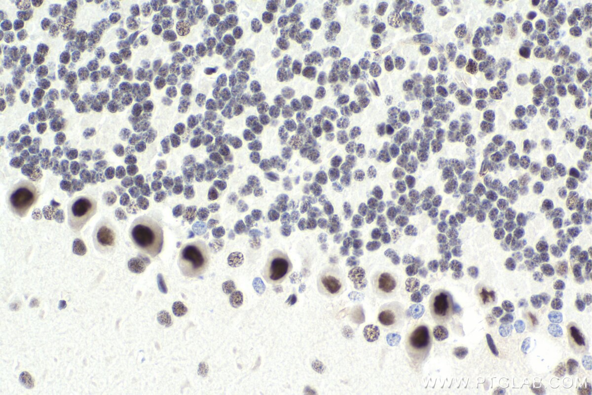 Immunohistochemical analysis of paraffin-embedded mouse cerebellum tissue slide using KHC1717 (TDG IHC Kit).