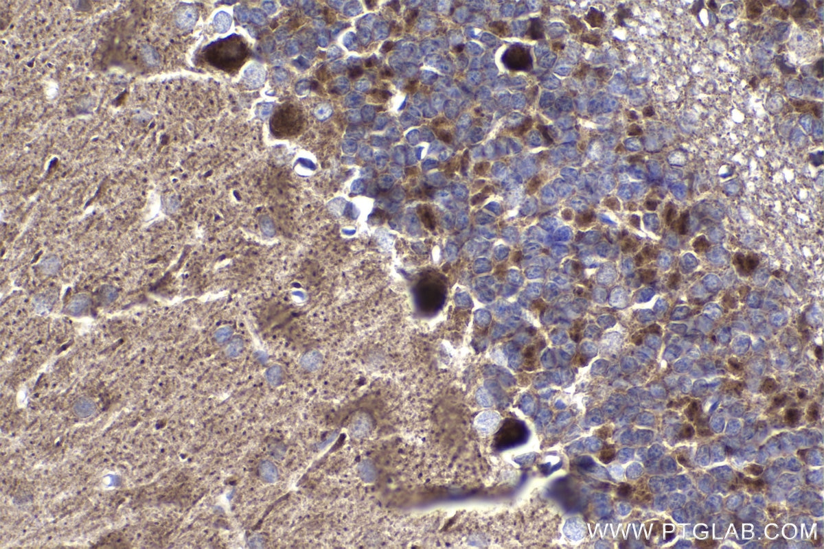 Immunohistochemical analysis of paraffin-embedded rat cerebellum tissue slide using KHC1495 (TDP2 IHC Kit).