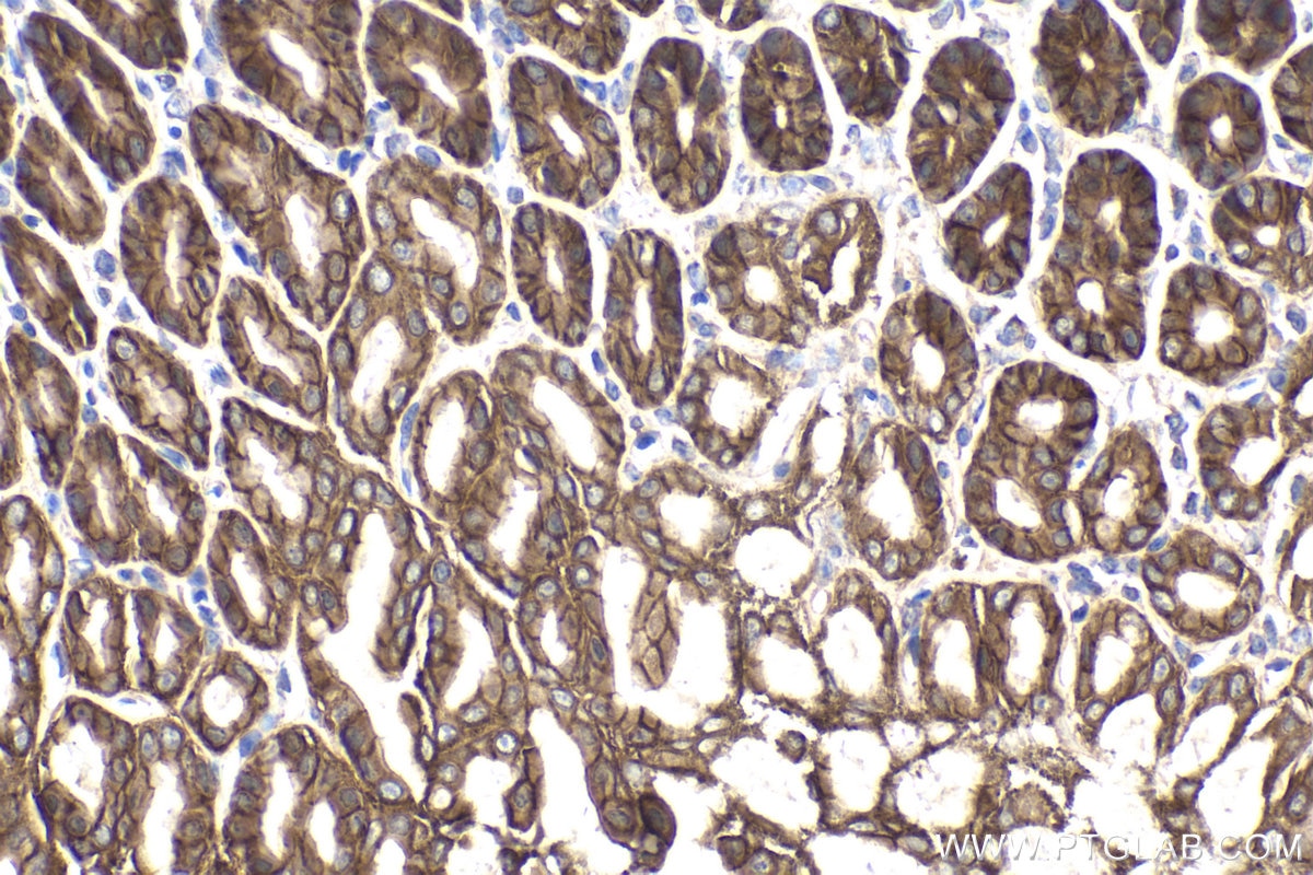 Immunohistochemical analysis of paraffin-embedded mouse stomach tissue slide using KHC1869 (TESC IHC Kit).