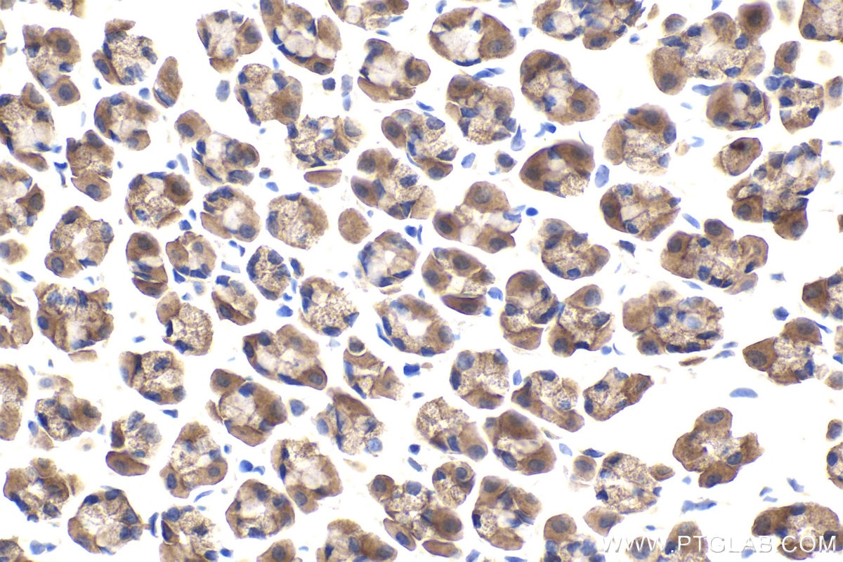 Immunohistochemical analysis of paraffin-embedded rat stomach tissue slide using KHC1869 (TESC IHC Kit).