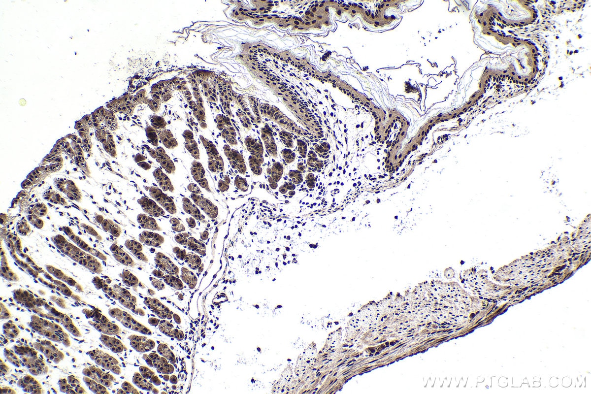 Immunohistochemical analysis of paraffin-embedded mouse stomach tissue slide using KHC1726 (TFDP1 IHC Kit).