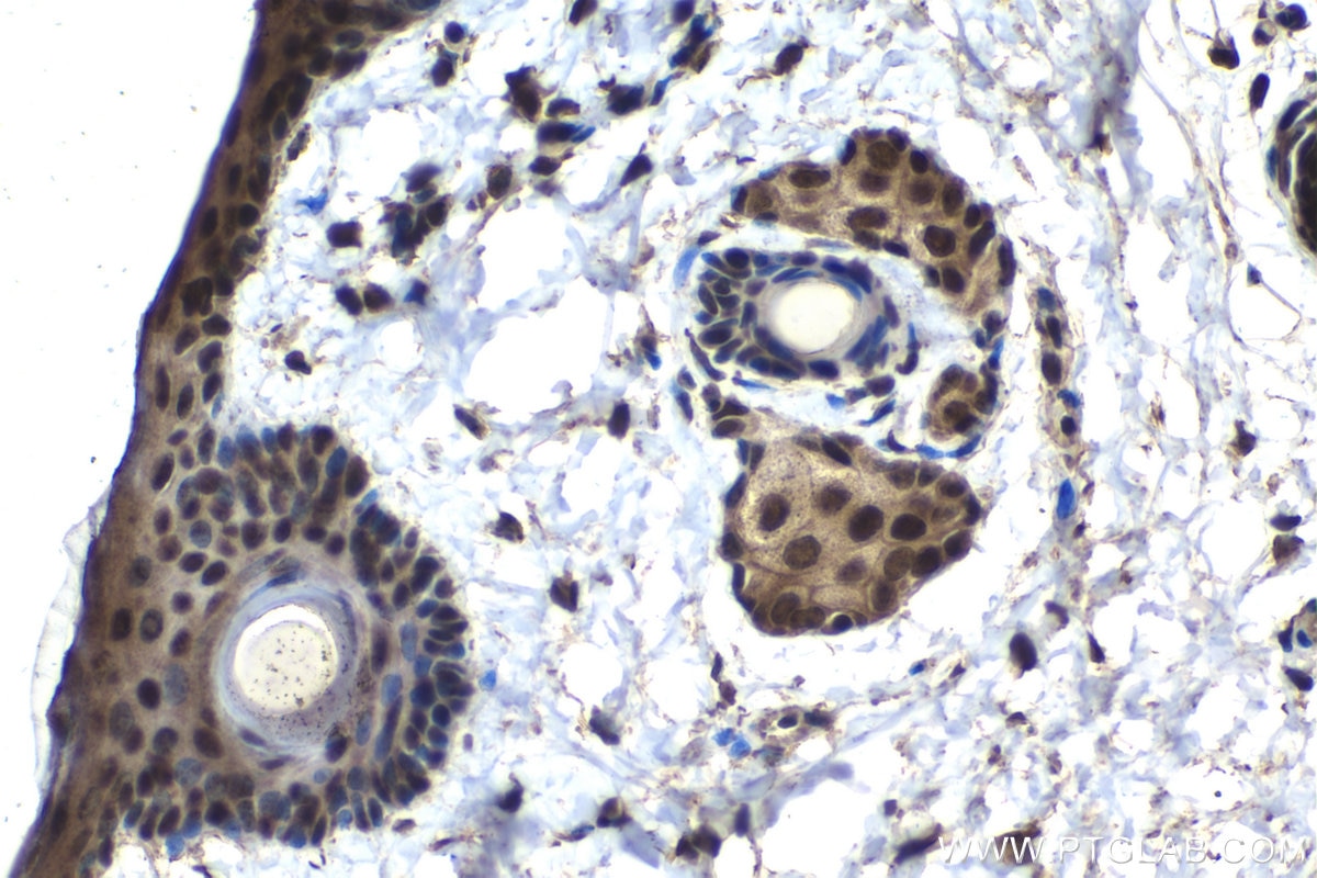 Immunohistochemical analysis of paraffin-embedded rat skin tissue slide using KHC1547 (TFE3 IHC Kit).