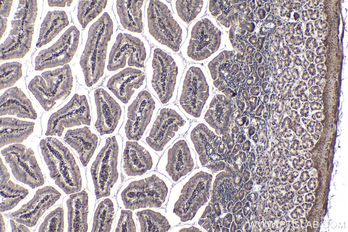 Immunohistochemical analysis of paraffin-embedded mouse small intestine tissue slide using KHC1453 (TGFB1I1/HIC5 IHC Kit).