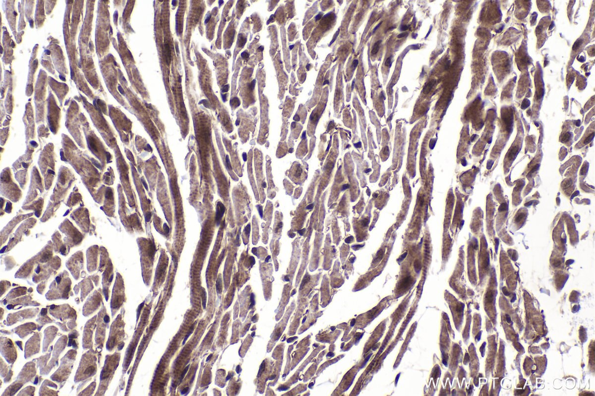 Immunohistochemical analysis of paraffin-embedded mouse heart tissue slide using KHC1453 (TGFB1I1/HIC5 IHC Kit).