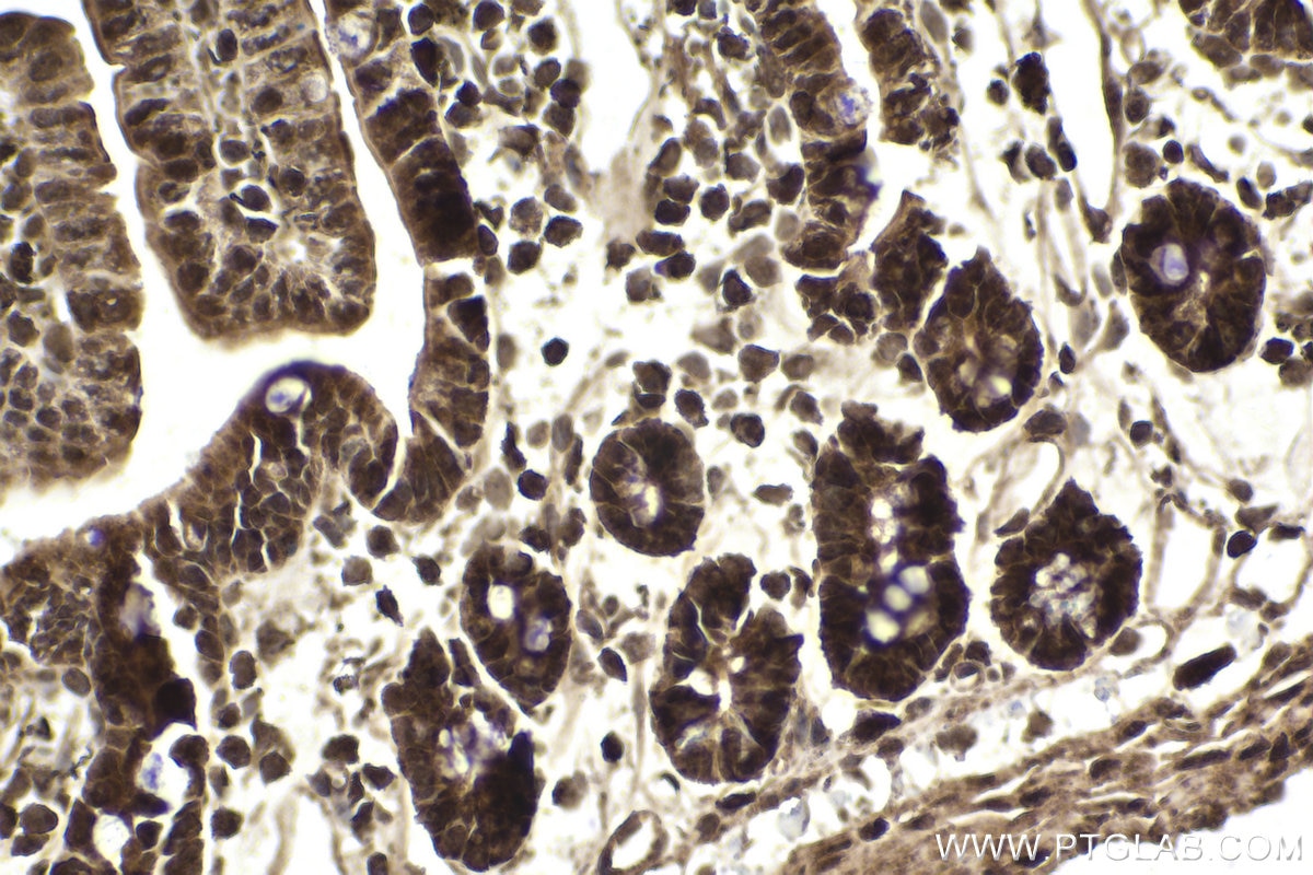 Immunohistochemical analysis of paraffin-embedded mouse small intestine tissue slide using KHC1870 (THAP11 IHC Kit).