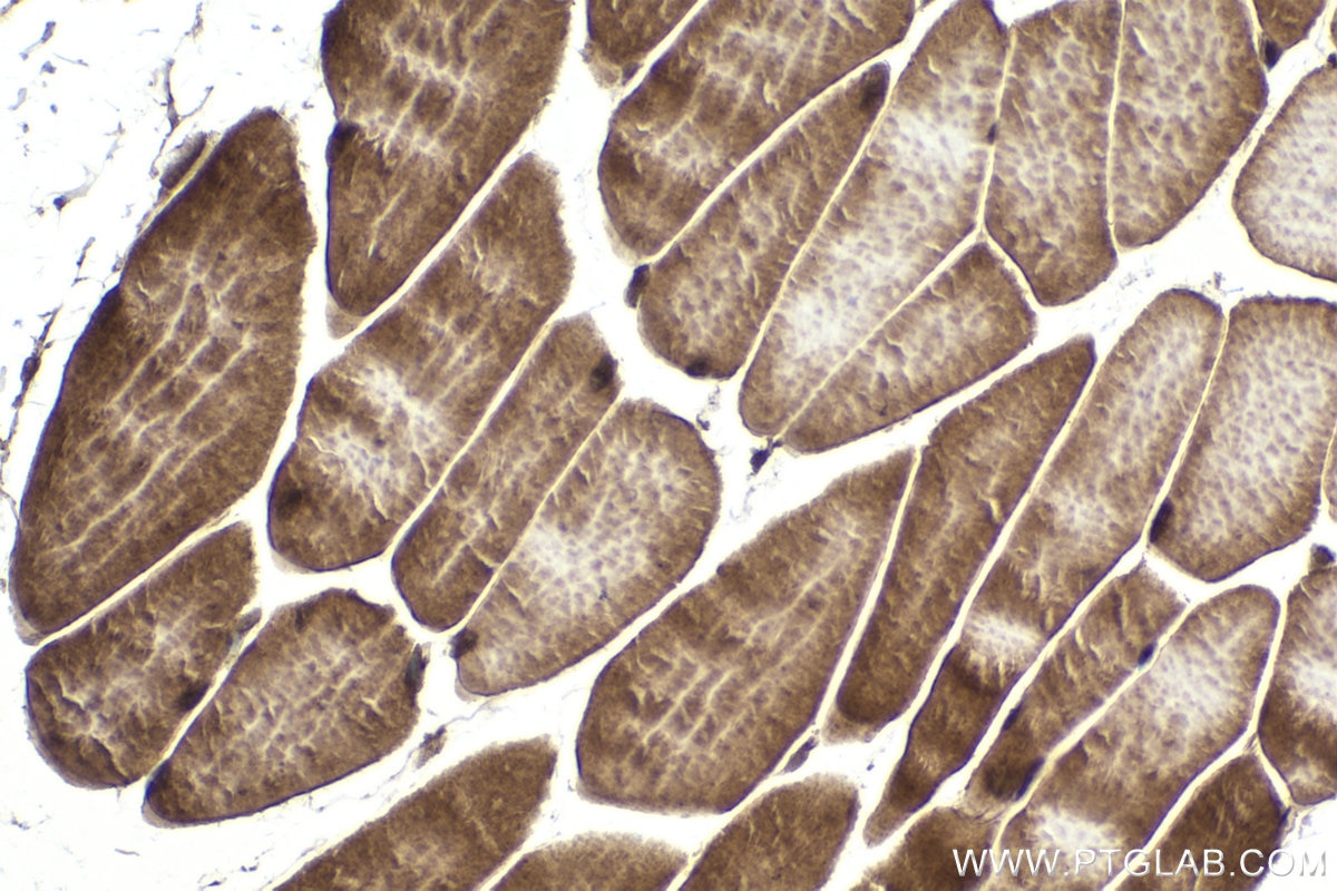 Immunohistochemical analysis of paraffin-embedded mouse skeletal muscle tissue slide using KHC1870 (THAP11 IHC Kit).