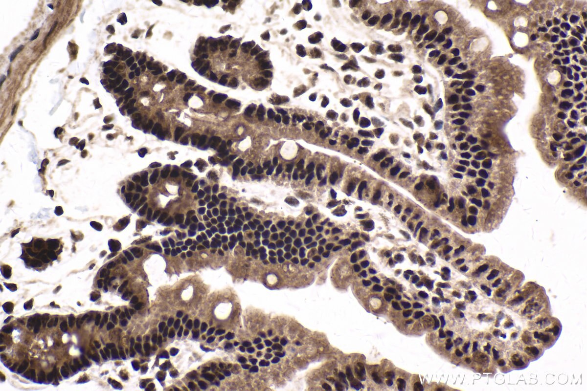 Immunohistochemical analysis of paraffin-embedded mouse small intestine tissue slide using KHC1786 (THOC7 IHC Kit).