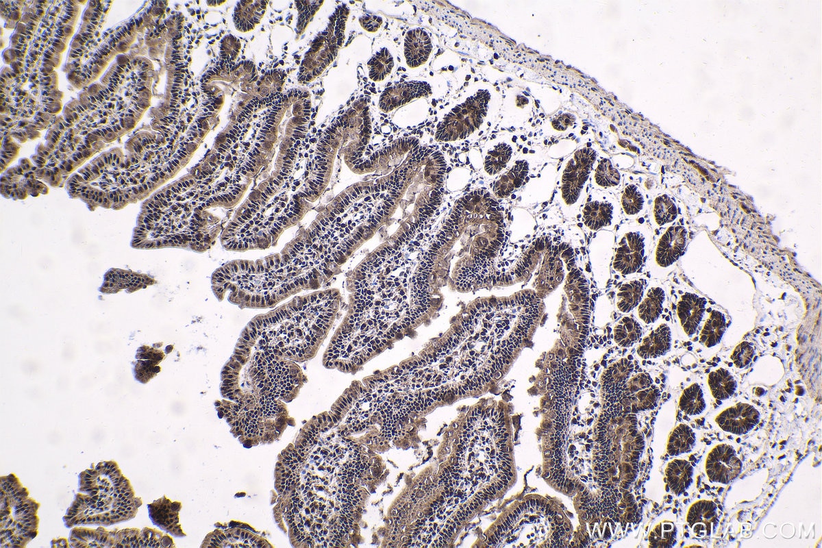 Immunohistochemical analysis of paraffin-embedded rat small intestine tissue slide using KHC1786 (THOC7 IHC Kit).