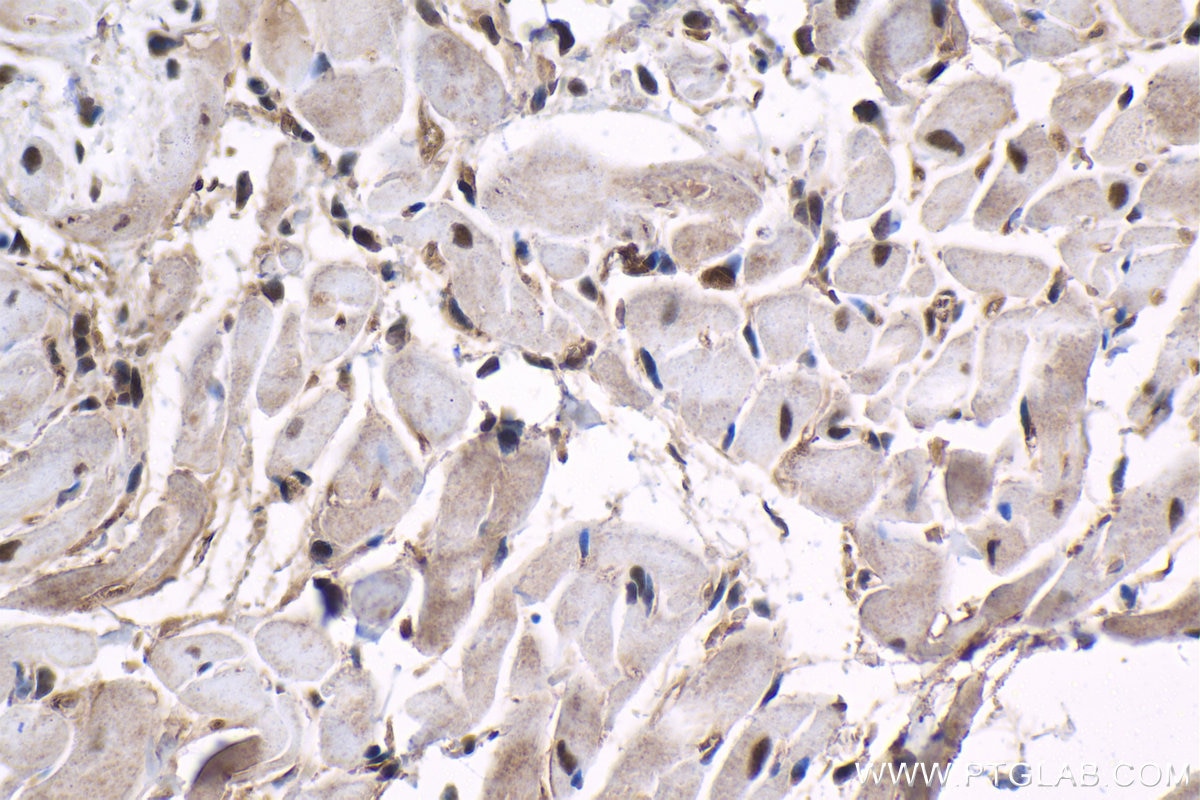 Immunohistochemical analysis of paraffin-embedded rat heart tissue slide using KHC1523 (THRA IHC Kit).