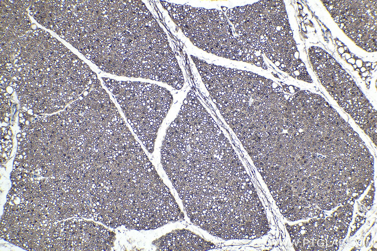 Immunohistochemical analysis of paraffin-embedded mouse brown adipose tissue slide using KHC1851 (THRSP IHC Kit).