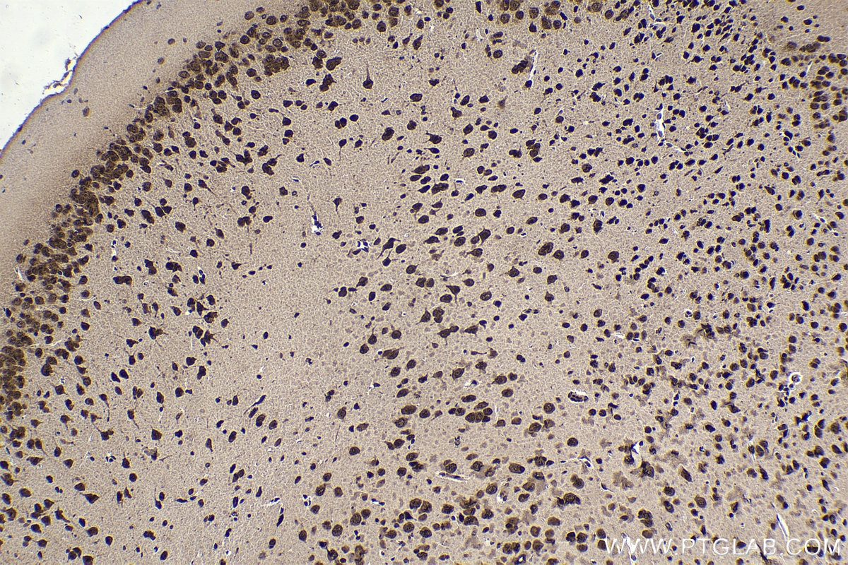 Immunohistochemical analysis of paraffin-embedded mouse brain tissue slide using KHC1662 (TIAL1 IHC Kit).