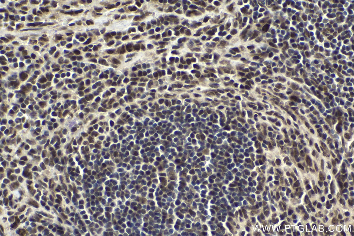 Immunohistochemical analysis of paraffin-embedded mouse spleen tissue slide using KHC1662 (TIAL1 IHC Kit).
