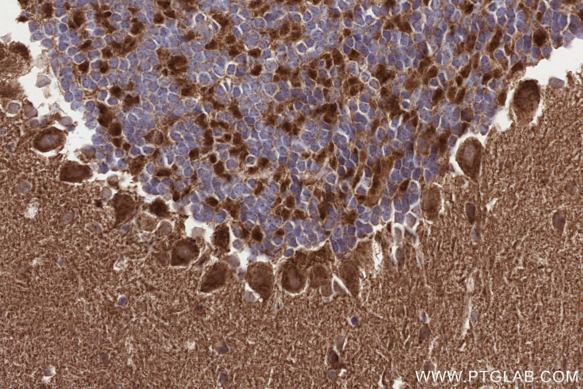 Immunohistochemical analysis of paraffin-embedded mouse cerebellum tissue slide using KHC3238 (TIMM10 IHC Kit).