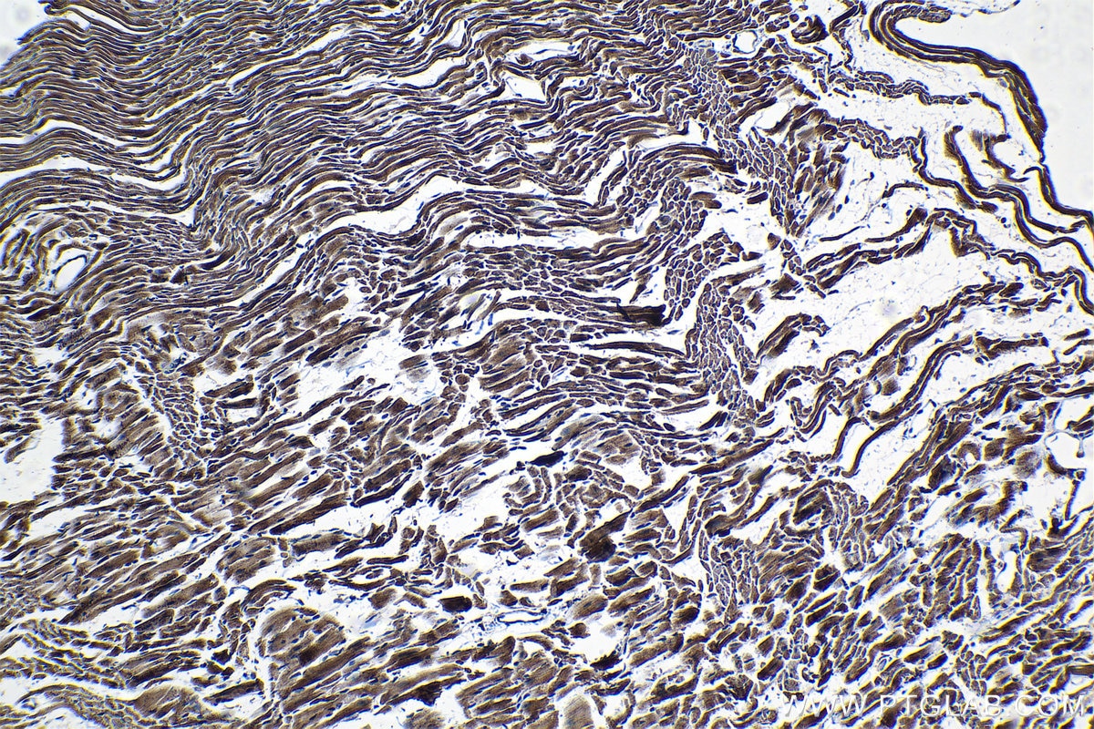 Immunohistochemical analysis of paraffin-embedded mouse heart tissue slide using KHC1304 (TIMM9 IHC Kit).