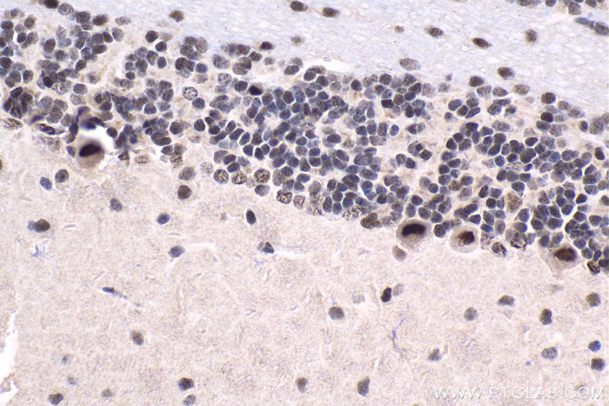 Immunohistochemical analysis of paraffin-embedded mouse cerebellum tissue slide using KHC1673 (TLE3 IHC Kit).