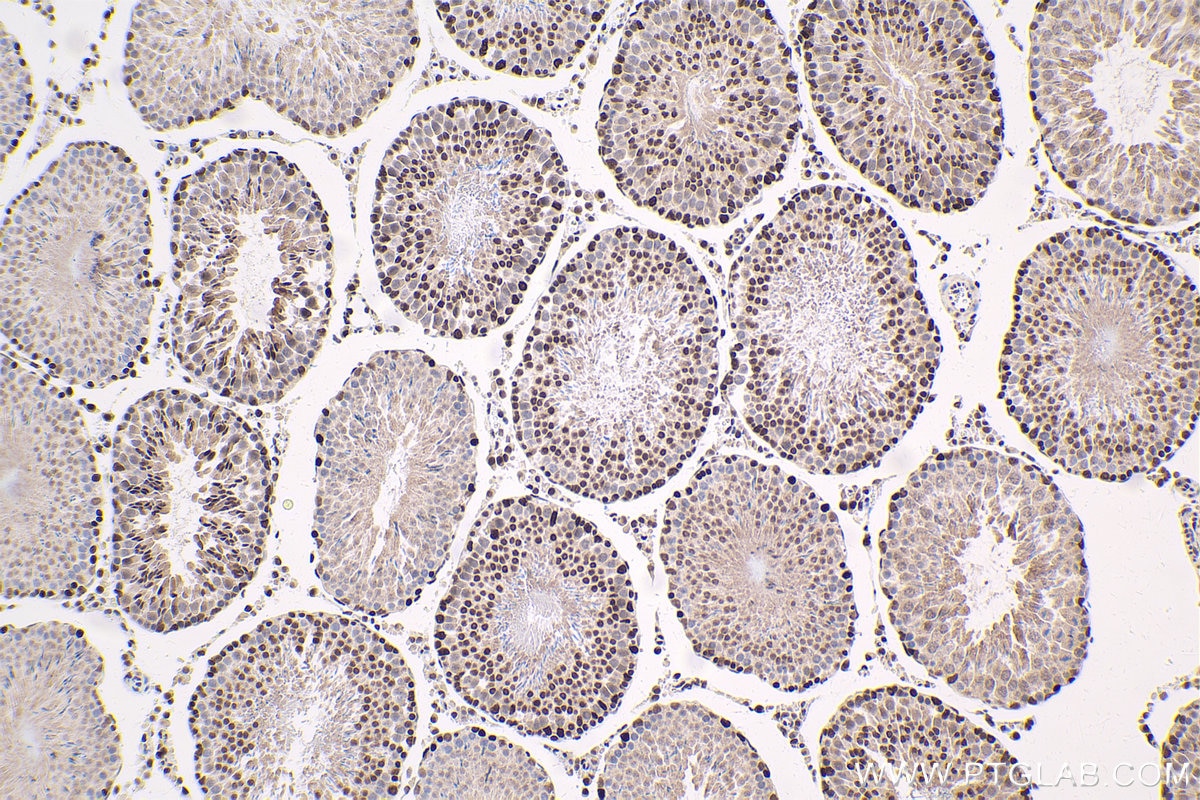 Immunohistochemical analysis of paraffin-embedded rat testis tissue slide using KHC1673 (TLE3 IHC Kit).