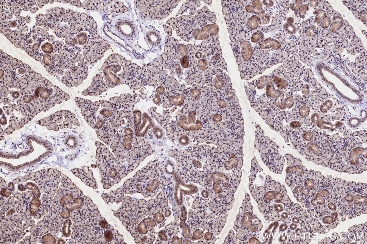 Immunohistochemical analysis of paraffin-embedded rat salivary gland tissue slide using KHC3236 (TMEM258 IHC Kit).