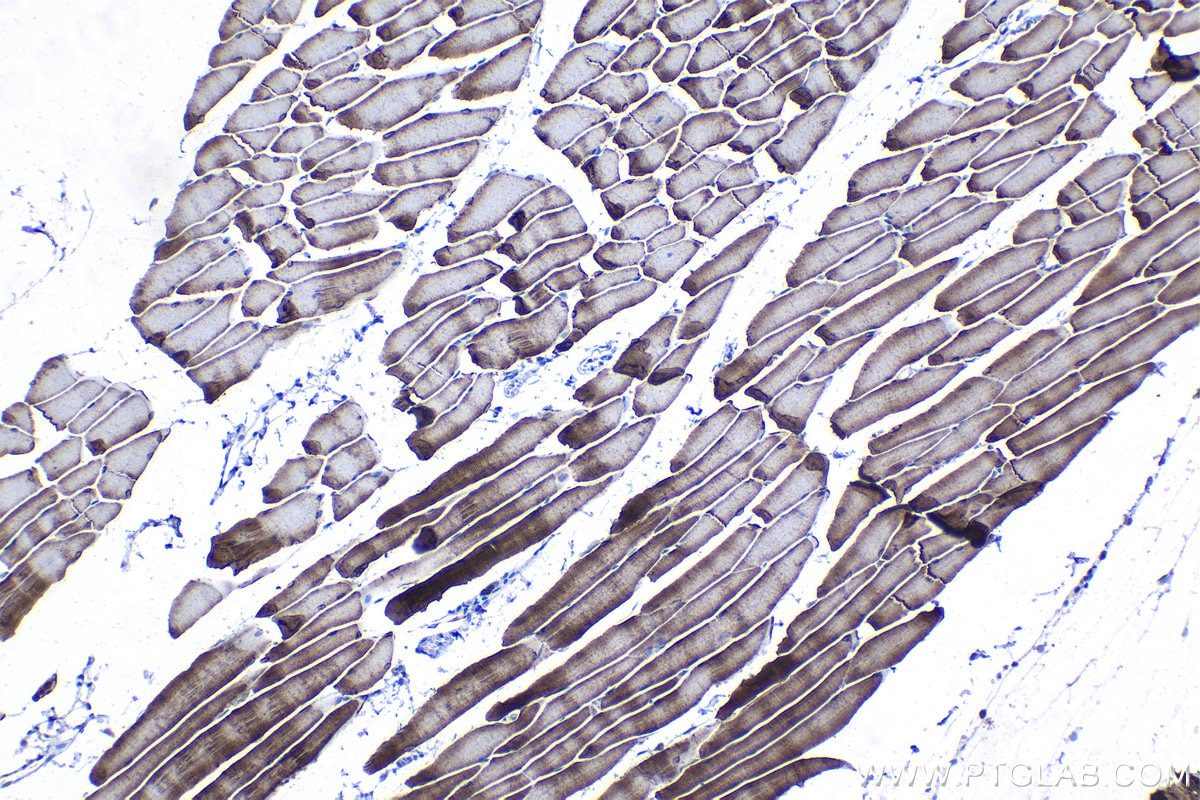 Immunohistochemical analysis of paraffin-embedded mouse skeletal muscle tissue slide using KHC1289 (TMEM38A IHC Kit).