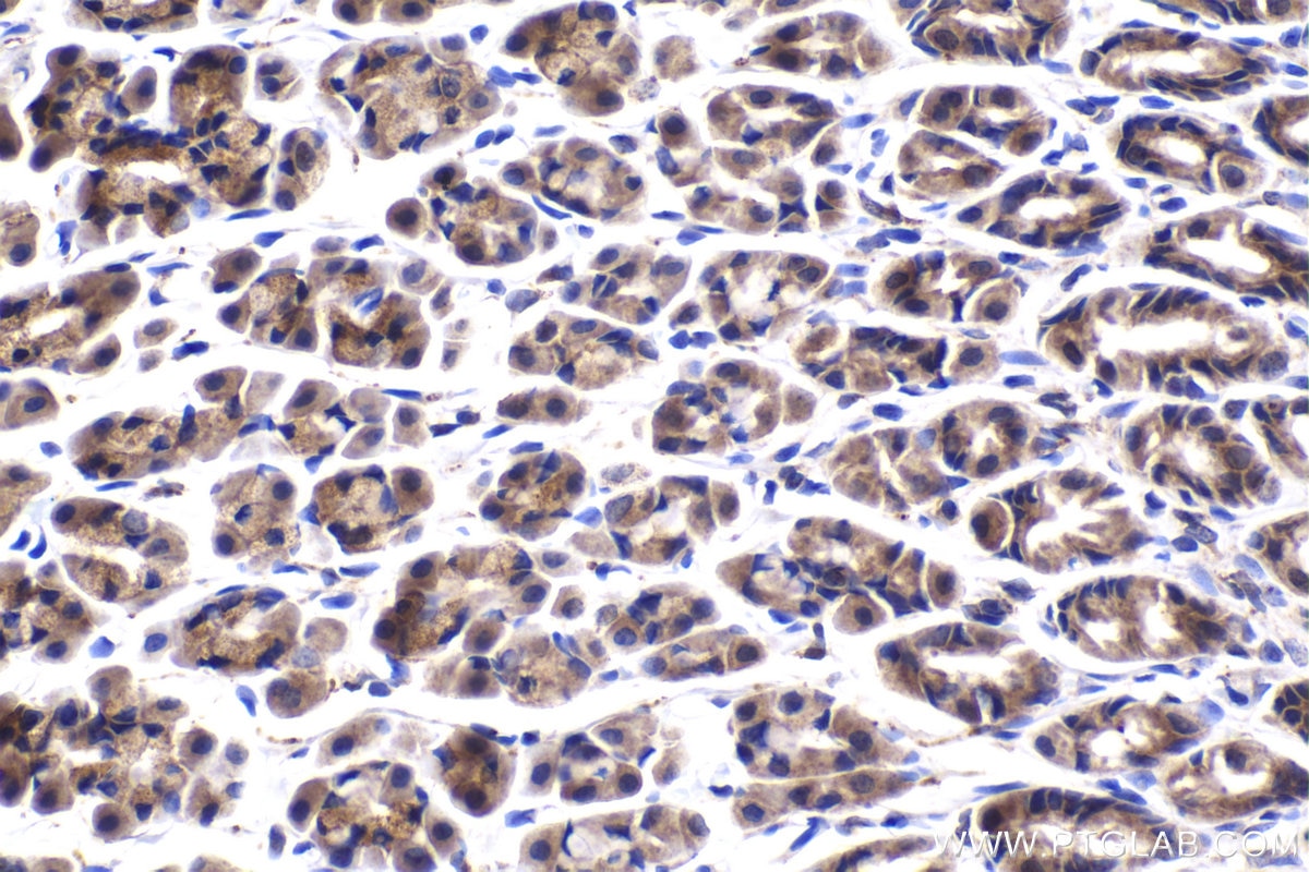 Immunohistochemical analysis of paraffin-embedded rat stomach tissue slide using KHC2039 (TMEM8B/NGX6 IHC Kit).