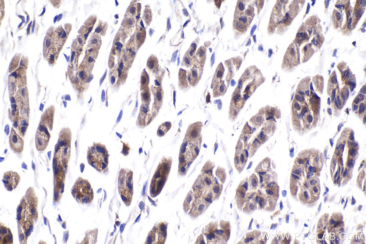 Immunohistochemical analysis of paraffin-embedded mouse stomach tissue slide using KHC2039 (TMEM8B/NGX6 IHC Kit).