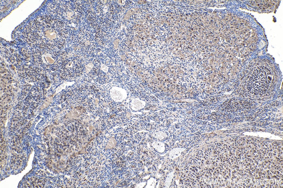 Immunohistochemical analysis of paraffin-embedded rat ovary tissue slide using KHC1556 (TNFAIP3 IHC Kit).